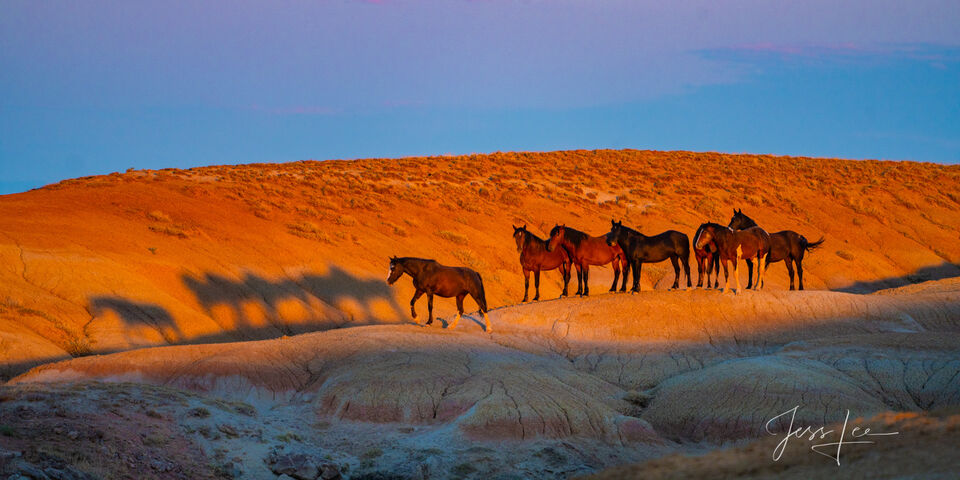 Shadow s of the past | Wild mustangs print