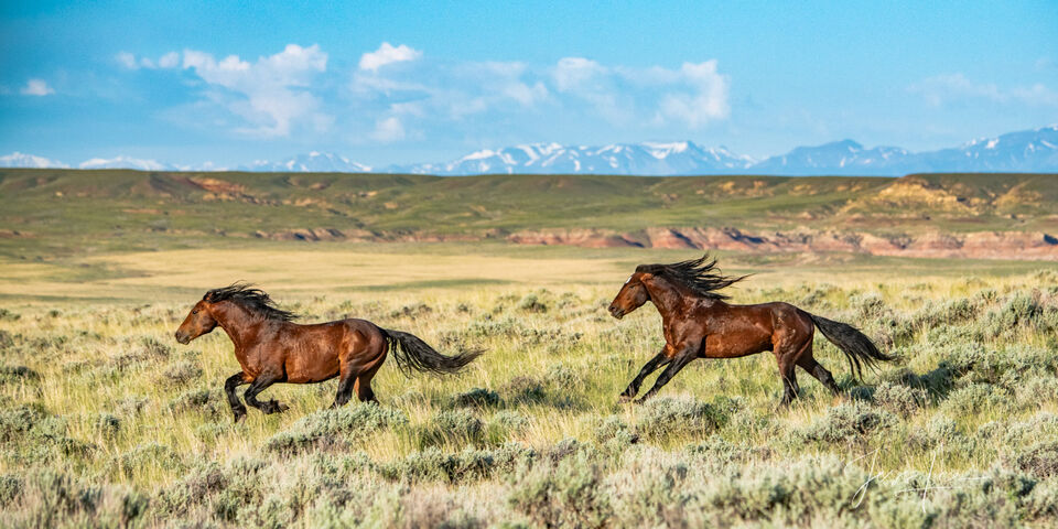 Running Wild Horses print