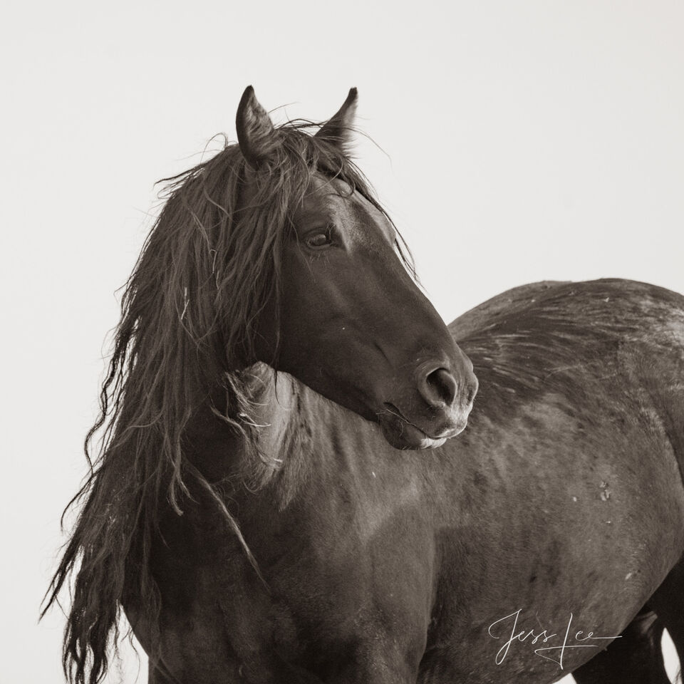 Black and White Wild Horse Stallion Photo print