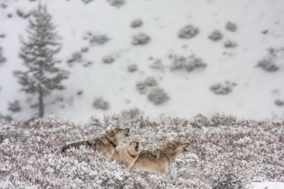 Yellowstone wolves howling in winter print