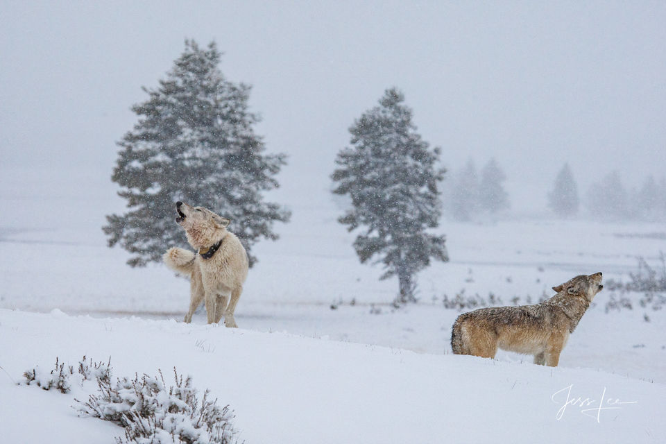 Yellowstone wolf 2-6 print
