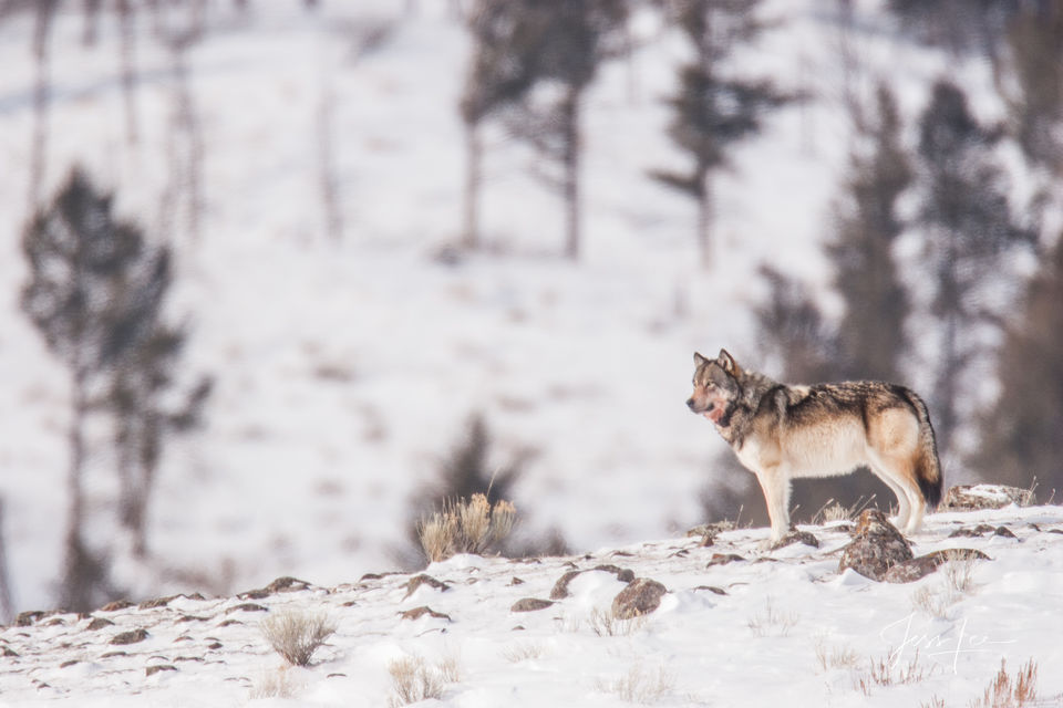 Yellowstone wolf 1-6 print