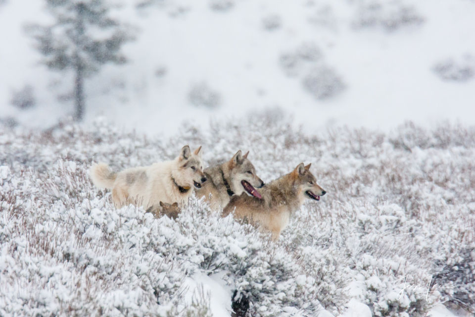 Yellowstone wolves howling christmas print