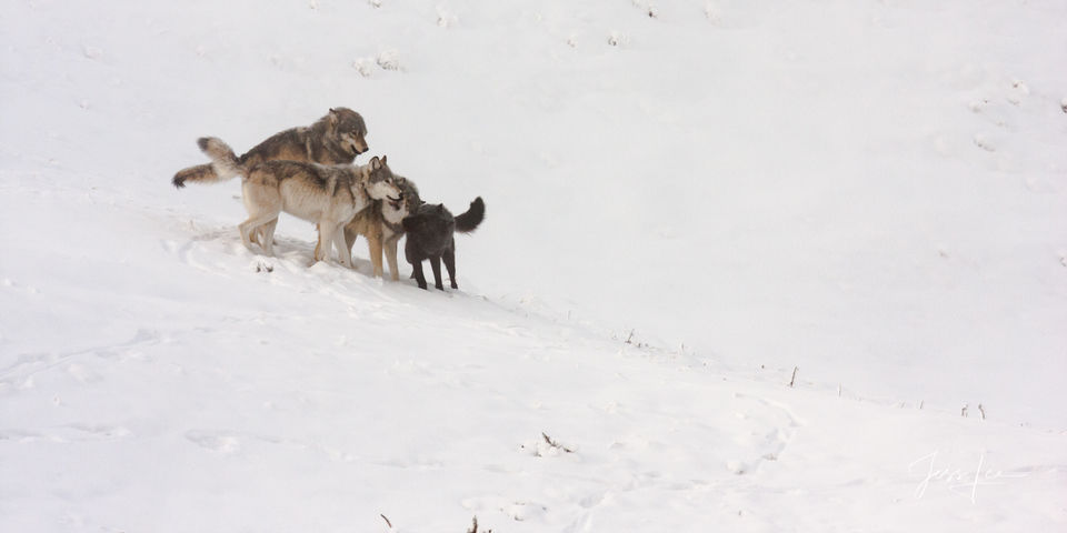 Yellowstone wolves in snow 2-2 print