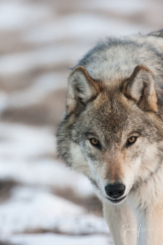 Picture of a wolf looking at photographer print