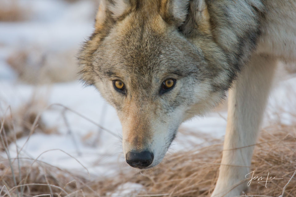 Gray Wolf print