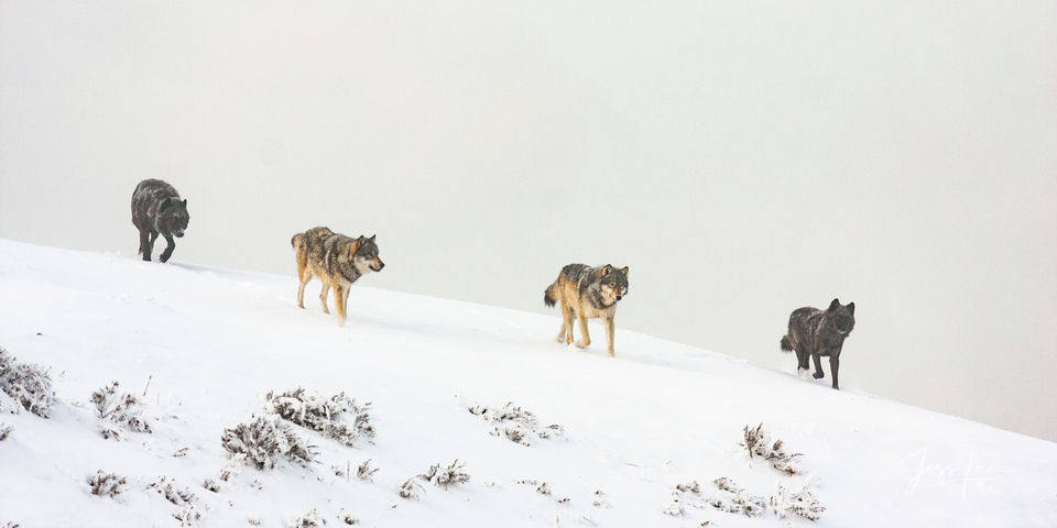 Yellowstone Winter Wolf pack in the Snow