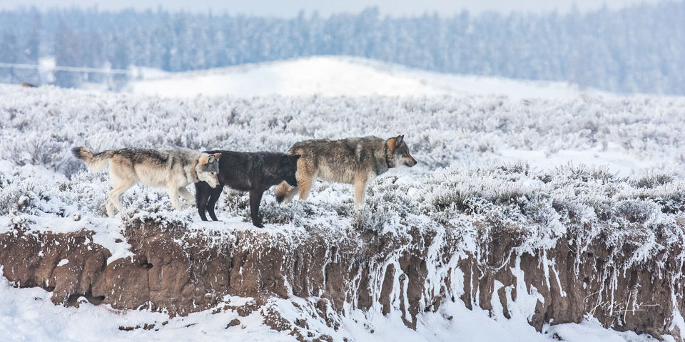 Yellowstone wolf on ridge print