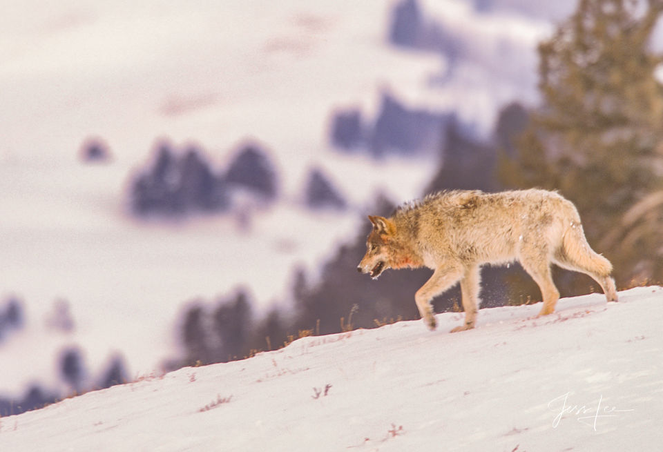 Ridge Runner Wolf print