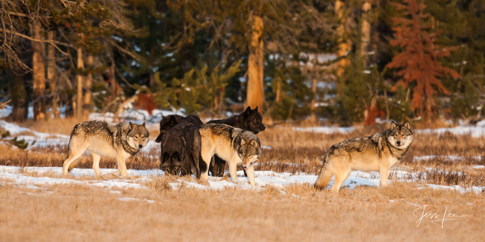 Mollie Pack wolf print