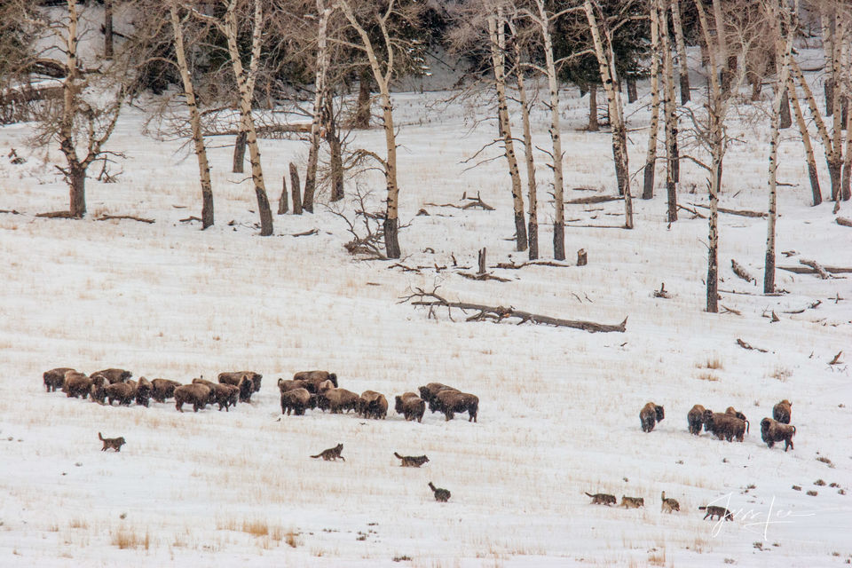 Yellowstone wolves hunting bison print