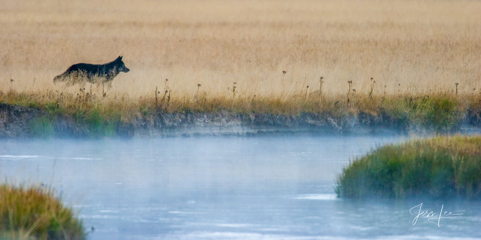 Wolf on the Gibbon River