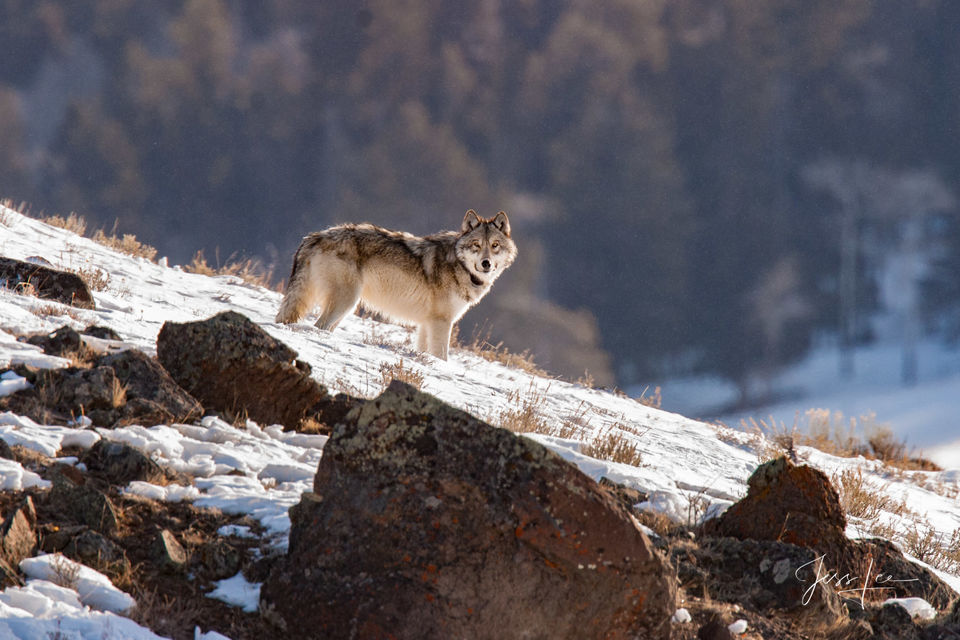 Yellowstone wolf 1-4 print