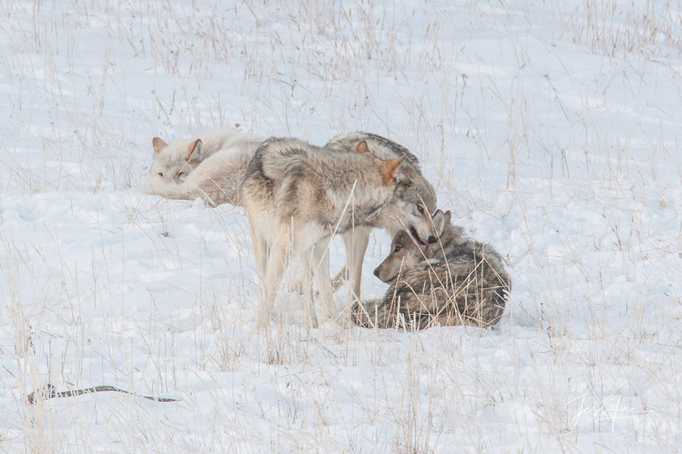 Yellowstone wolf pups playing with alphas print
