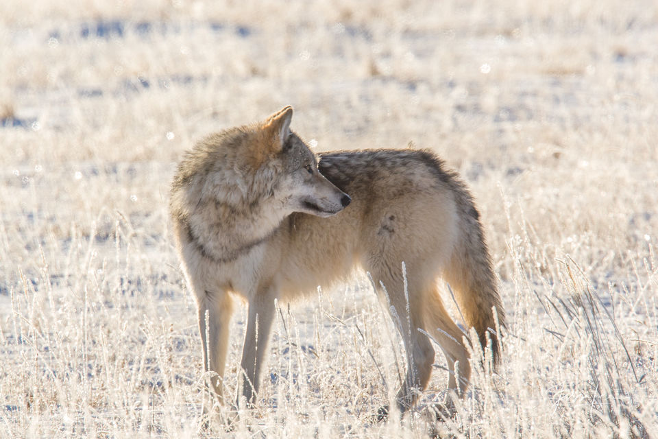 Winter Wolf 4-5 print