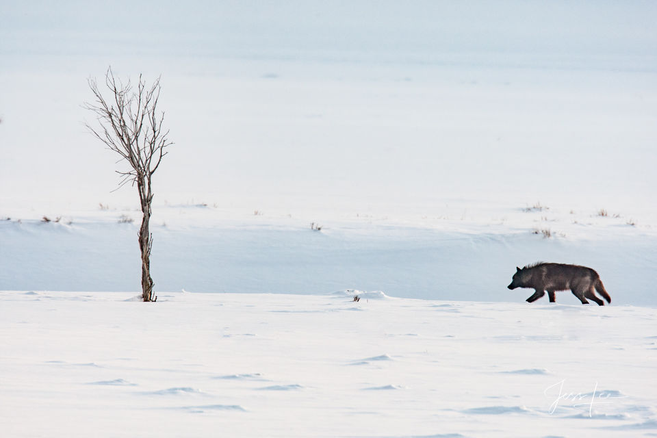 lone Yellowstone wolf print