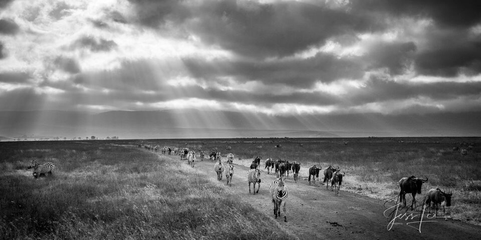 African Migration print