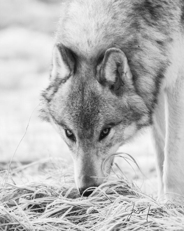 Yellowstone wolf-13picture print
