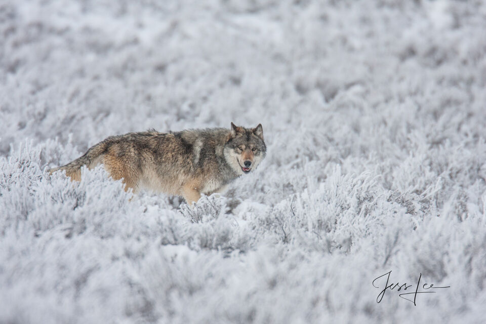 Yellowstone wolf in winter print