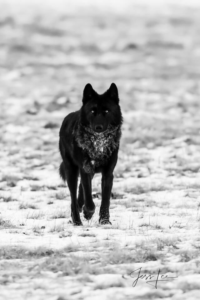 Yellowstone wolf-17picture print