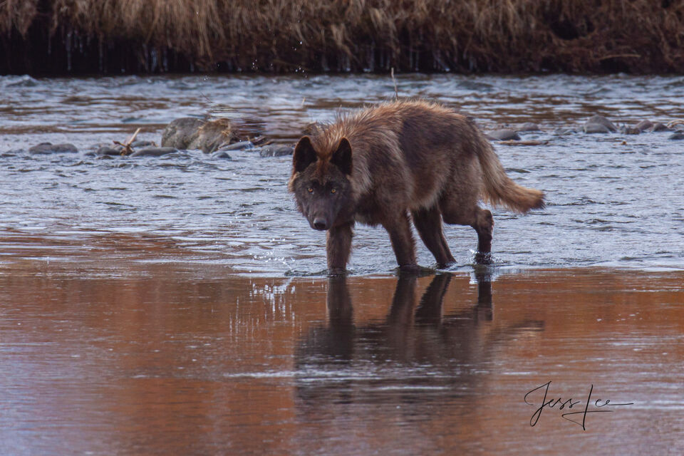 Yellowstone wolf in Lamar River print