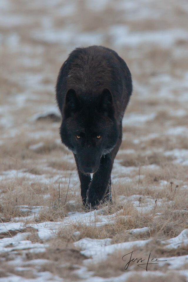 Black Wolf approaching print