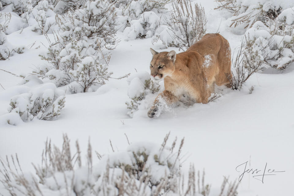 On the Hunt print