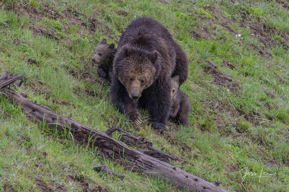 Grizzly mom protecting cubs print