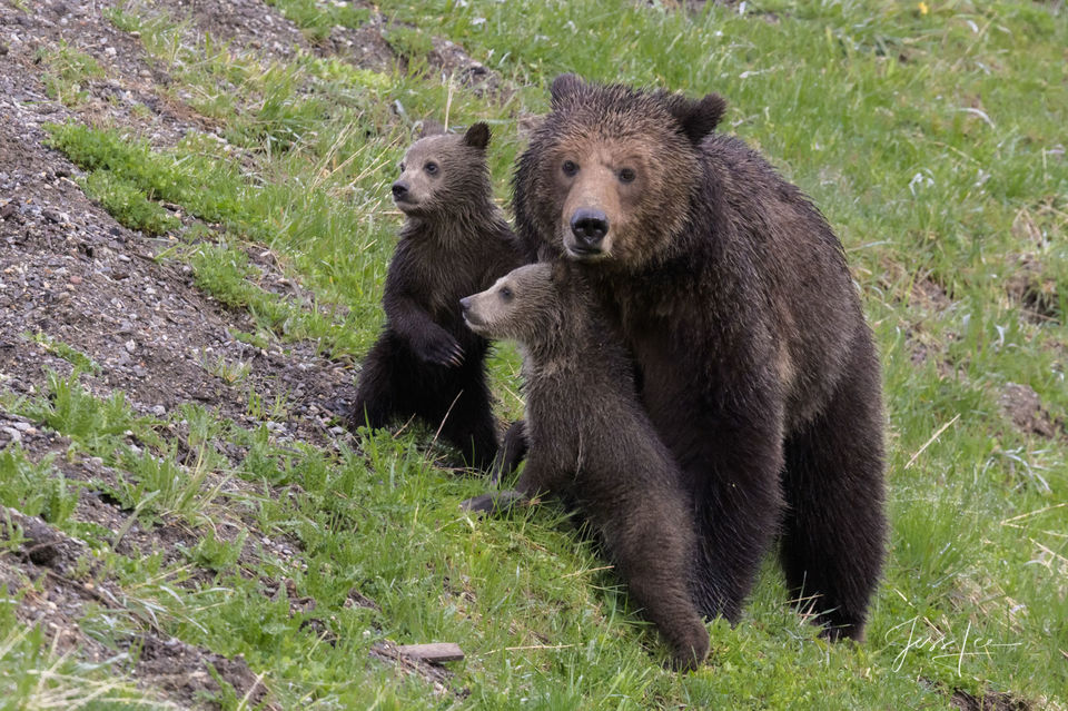 Yellowstone Grizzly and Cubs print