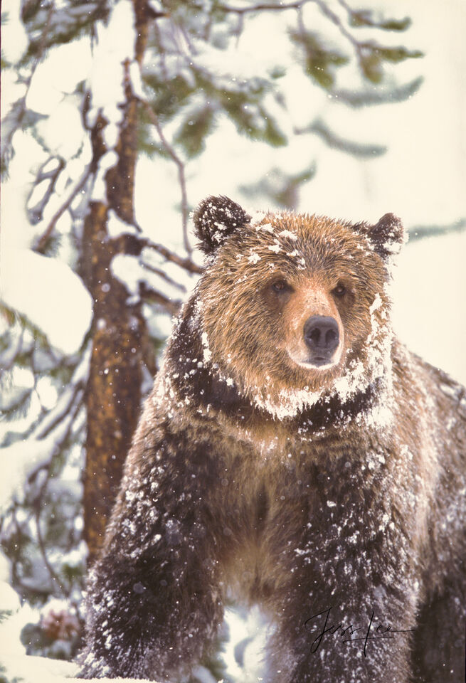 Yellowstone Grizzly in Snow print