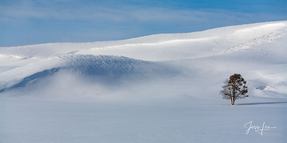 Yellowstone National Park Photography Print of a frozen tree in Hayden Valley.