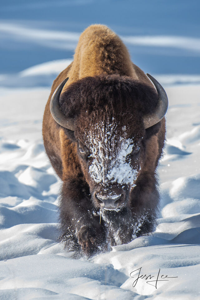 Bison Charging in snow with snowy  face print