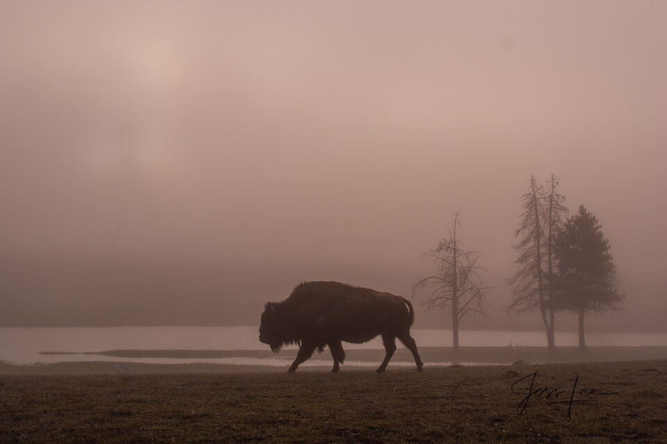 Morning  Bison print