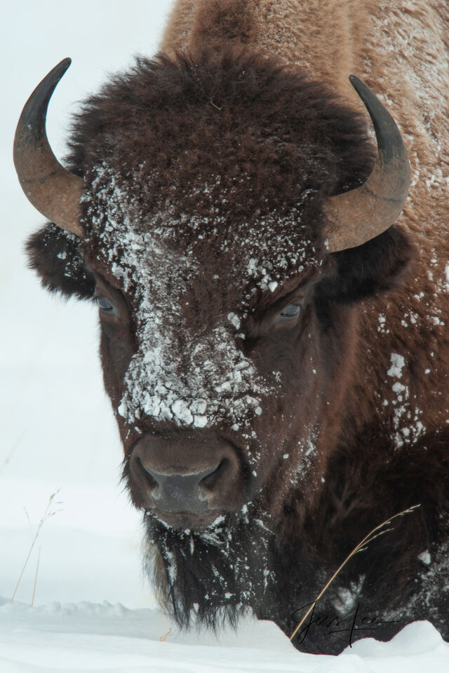 Bison with snow on the face. print