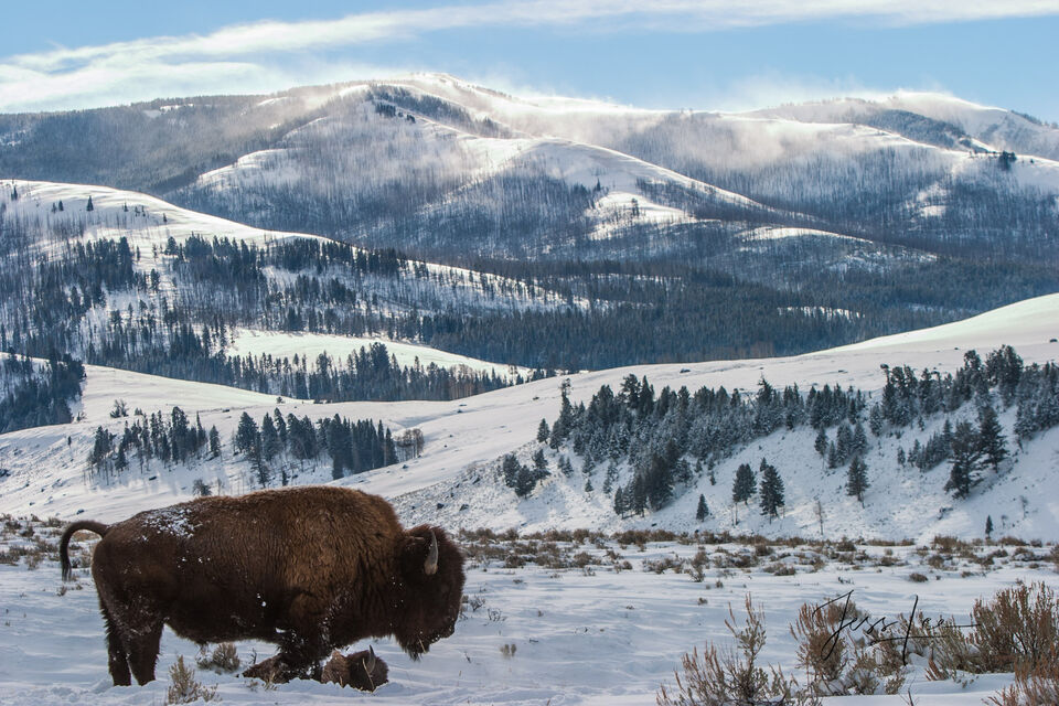 Bison in snowy mountains print