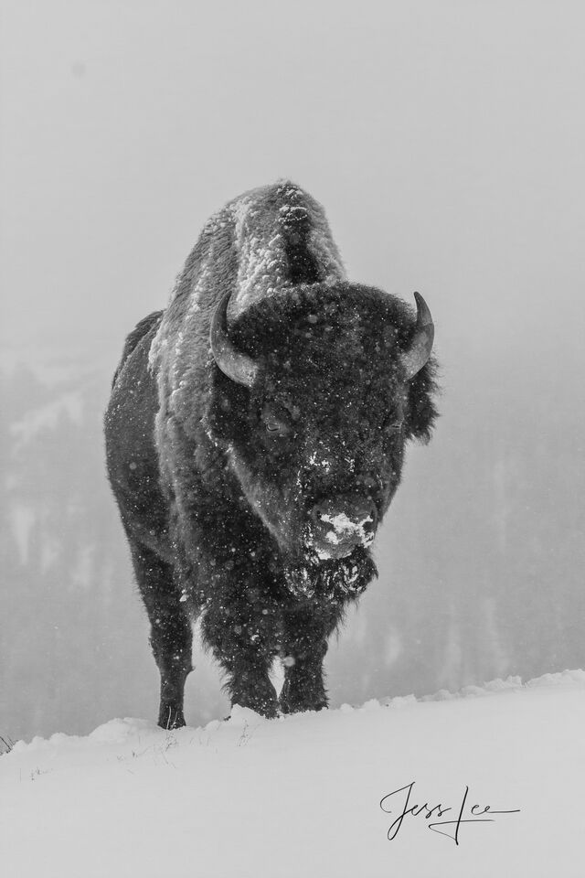 Winter Buffalo in snow Black and White Photo print