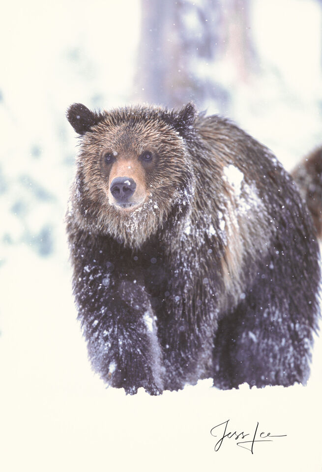 Grizzly Bear Spring Snow print