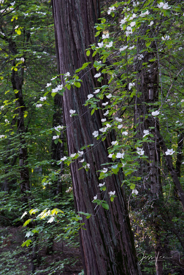 Yosemite Valley Dogwoods in Bloom | Click For Details print