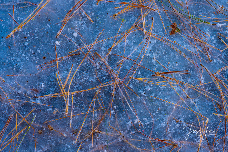 Frozen pine needles, california, photos,  prints,