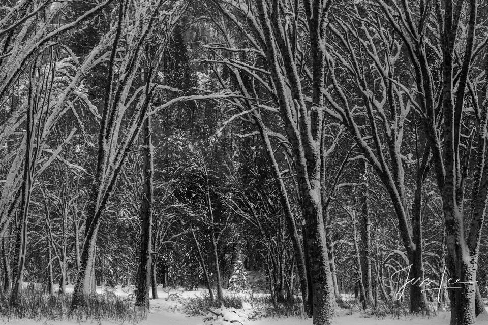 Enchanted Forest - Winter Yosemite print