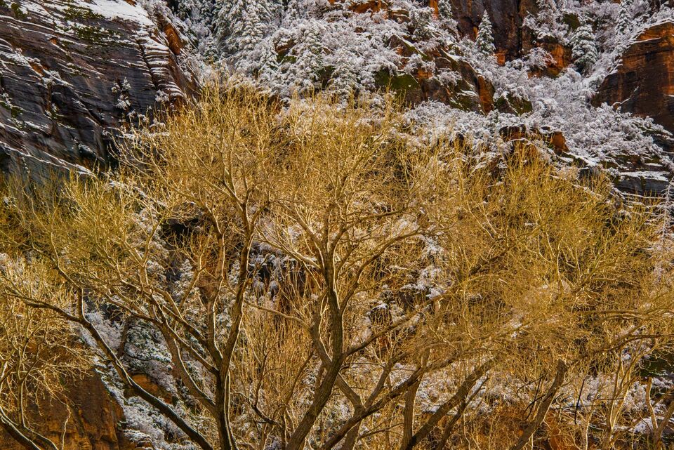 Zion Autumn Trees with snow print