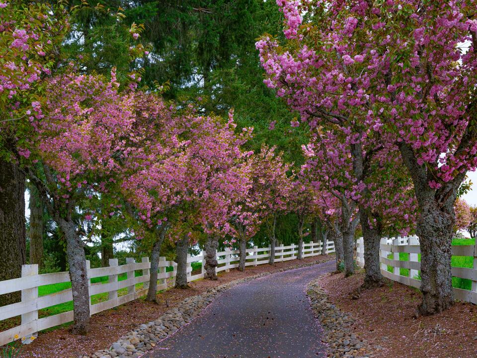 Pink Spring print