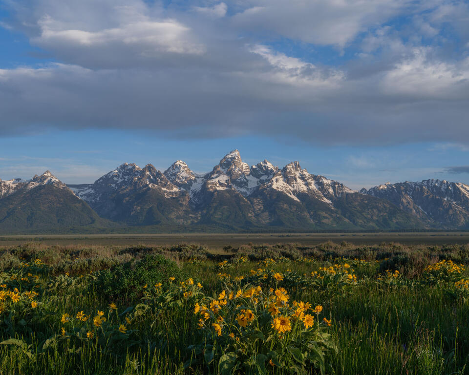 Teton Summer Morning print