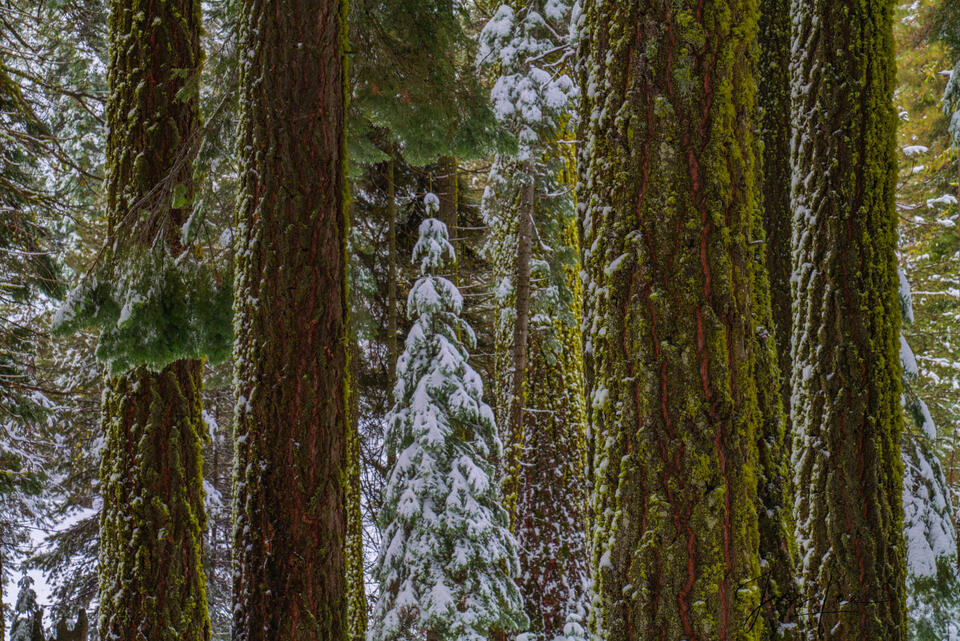 Big Trees in Winter print
