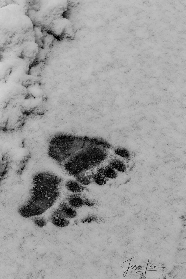 Black Bear Track print