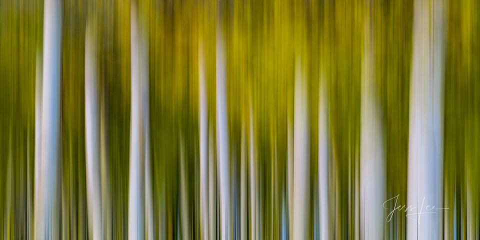 Colorado Fall Color Photography Print Aspen trees