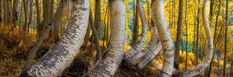 Colorado Fall Color Photography Print Twisted trees