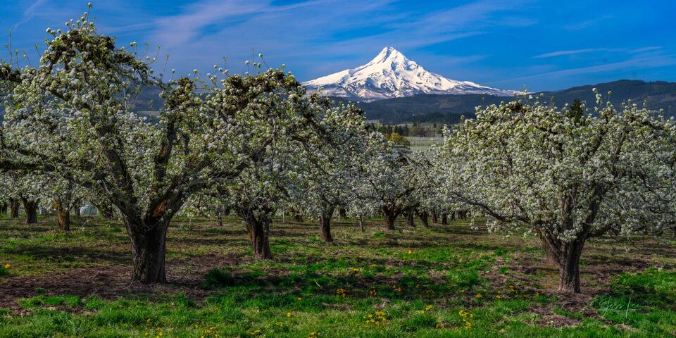 Mt. Hood in spring with blooming orchard.