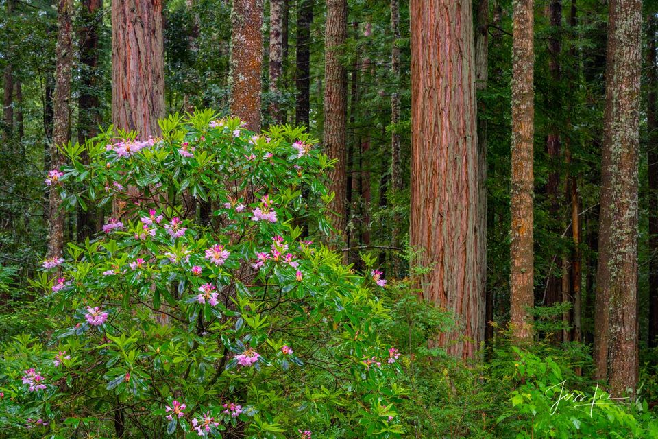 Flowering in the Redwoods | Click For Details print