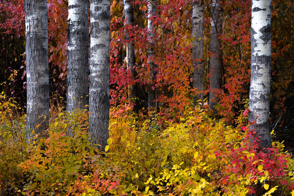 Colored Birch print